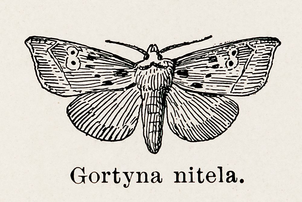 Gortyna nitela.  Digitally enhanced from our own publication of Moths and butterflies of the United States (1900) by Sherman…