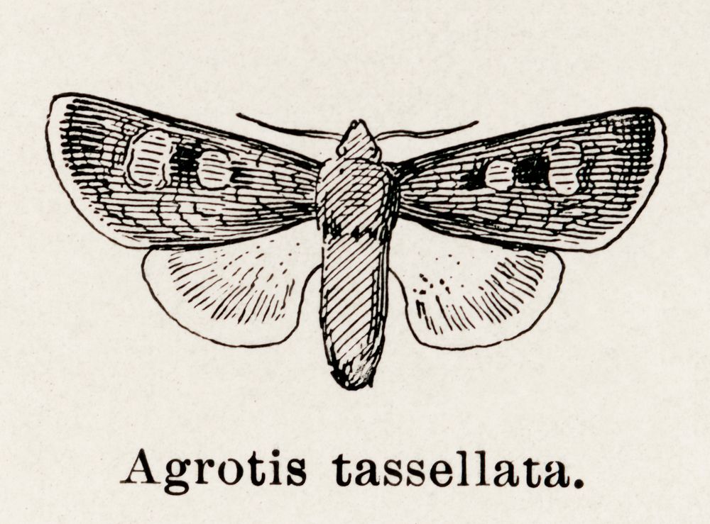 Striped Cutworm (Agrotis tassellata).  Digitally enhanced from our own publication of Moths and butterflies of the United…
