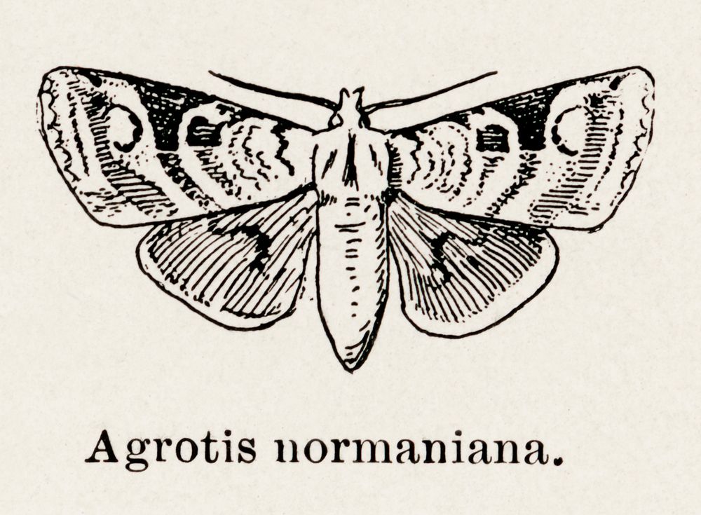 Norman&rsquo;s Dart (Agrotis normaniana).  Digitally enhanced from our own publication of Moths and butterflies of the…
