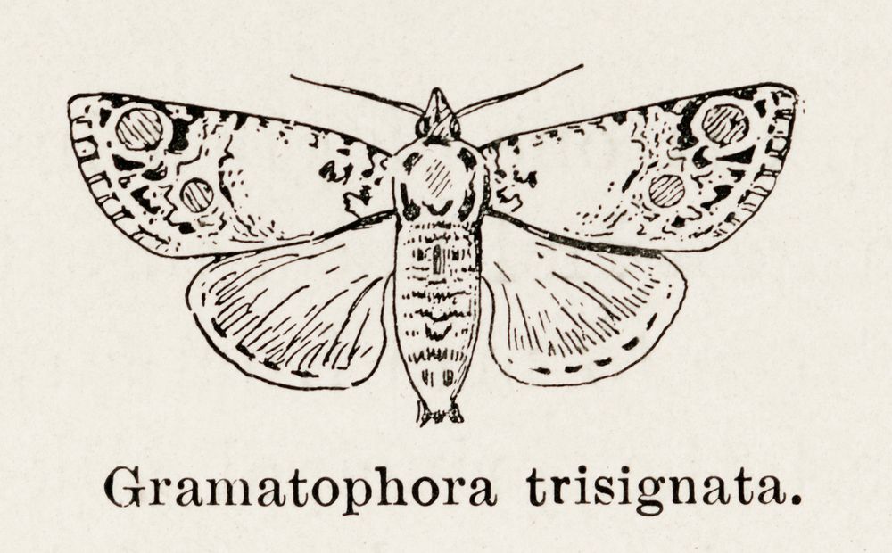 Gramatophora trisignata.  Digitally enhanced from our own publication of Moths and butterflies of the United States (1900)…