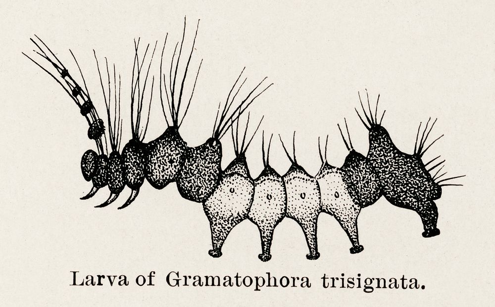 Larva of Gramatophora trisignata.  Digitally enhanced from our own publication of Moths and butterflies of the United States…