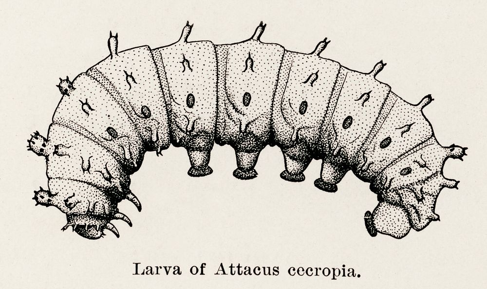 Larva of Attacus cecropia (Cecropia Moth).  Digitally enhanced from our own publication of Moths and butterflies of the…