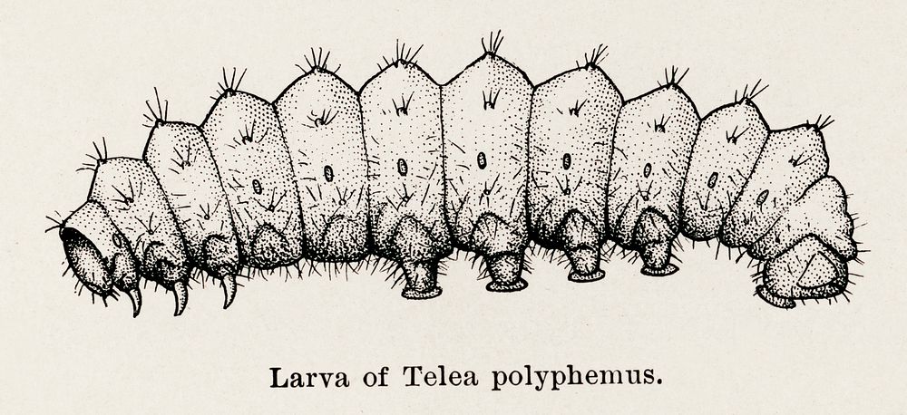 Larva of Telea polyphemus (Polyphemus Moth).  Digitally enhanced from our own publication of Moths and butterflies of the…