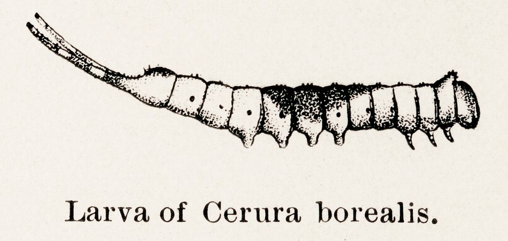 Larva of Cerura borealis (Northern Cerura).  Digitally enhanced from our own publication of Moths and butterflies of the…