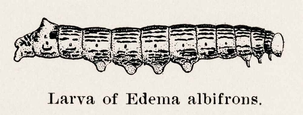 Larva of Edema albifrons (Red-humped Oakworm Moth).  Digitally enhanced from our own publication of Moths and butterflies of…
