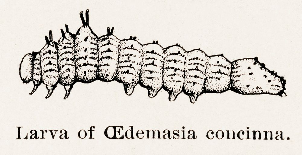 Larva of Oedemasia concinna (Red-humped Caterpillar).  Digitally enhanced from our own publication of Moths and butterflies…