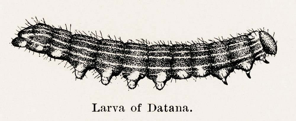 Larva of Datana (Yellownecked Caterpillar).  Digitally enhanced from our own publication of Moths and butterflies of the…
