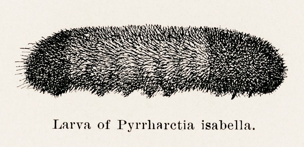 Larva of Pyrrharctia isabella (Isabella Tiger Moth).  Digitally enhanced from our own publication of Moths and butterflies…