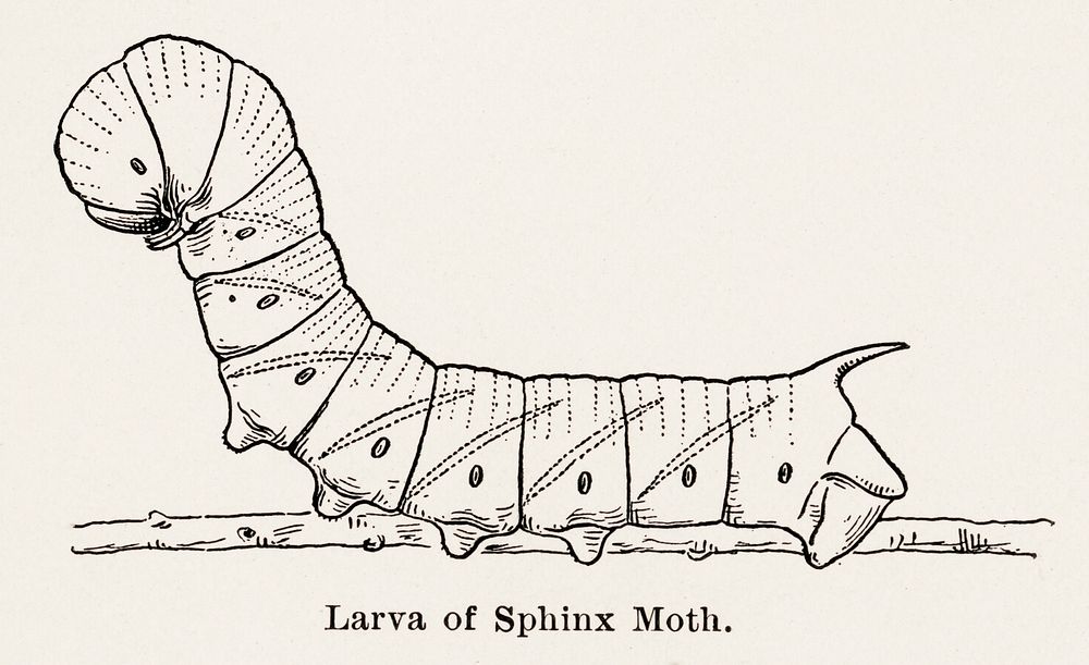 Larva of Sphinx Moth.  Digitally enhanced from our own publication of Moths and butterflies of the United States (1900) by…