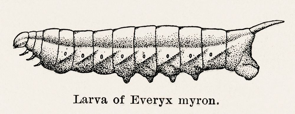 Larva of Everyx myron.  Digitally enhanced from our own publication of Moths and butterflies of the United States (1900) by…