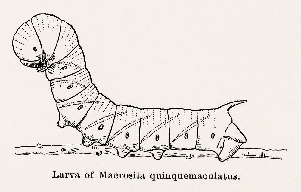 Larva of Macrosila quinquemaculatus (Five-spotted Hawkmoth).  Digitally enhanced from our own publication of Moths and…