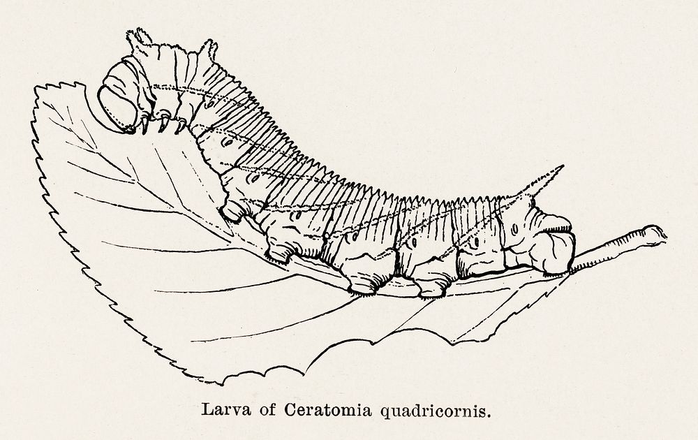 Larva of Ceratomia quadricornis (Elm sphinx).  Digitally enhanced from our own publication of Moths and butterflies of the…