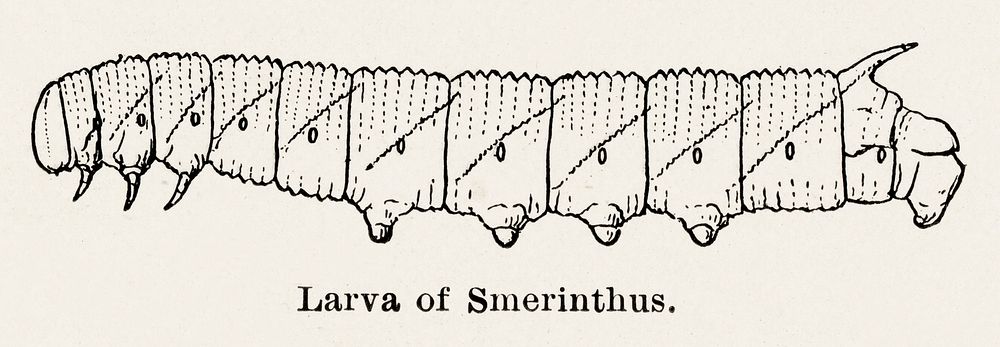 Larva of Smerinthus (Hawkmoth).  Digitally enhanced from our own publication of Moths and butterflies of the United States…
