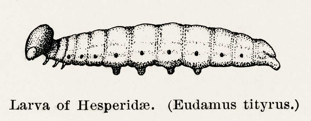 Larva of Hesperidae - Silver-spotted Skipper (Eudamus tityrus).  Digitally enhanced from our own publication of Moths and…