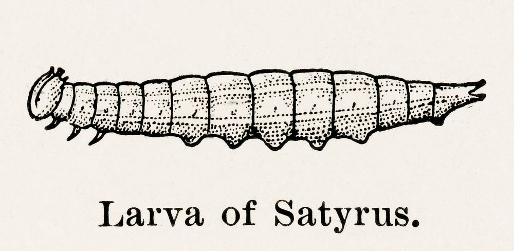 Larva of Satyrus (Satyr).  Digitally enhanced from our own publication of Moths and butterflies of the United States (1900)…