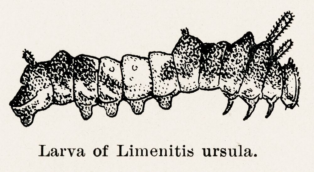 Larva of Limenitis ursula (Red-spotted Purple).  Digitally enhanced from our own publication of Moths and butterflies of the…