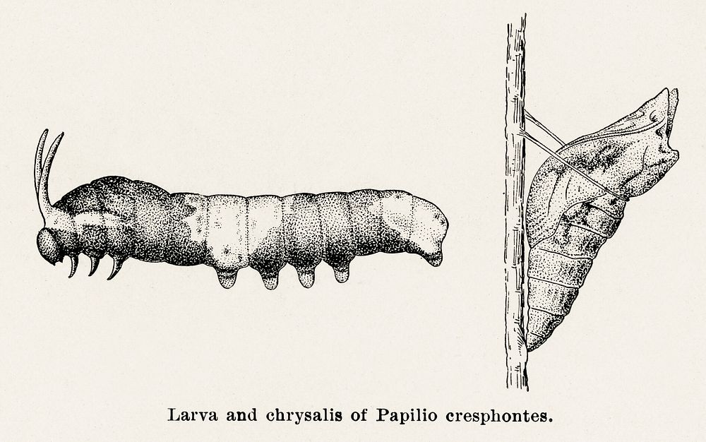 Larva and chrysalis of Papilio creshontes (Giant Swallowtail).  Digitally enhanced from our own publication of Moths and…