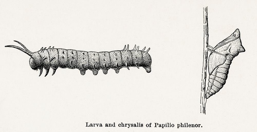 Larva and chrysalis of Papilio philenor (Blue Swallowtail).  Digitally enhanced from our own publication of Moths and…