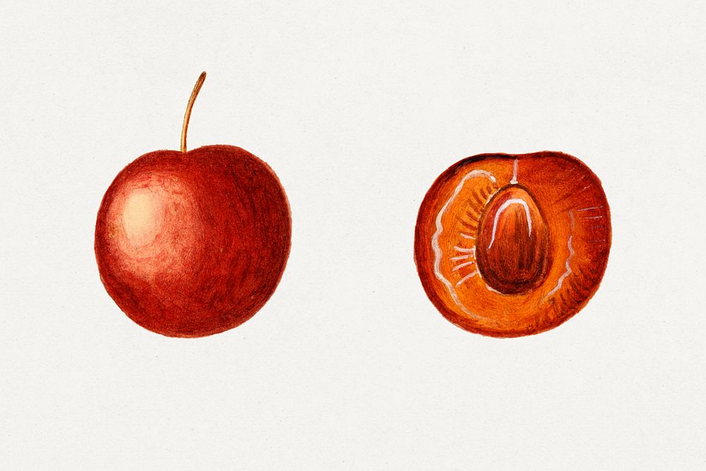 Vintage cherry plums illustration mockup. Digitally enhanced illustration from U.S. Department of Agriculture Pomological…