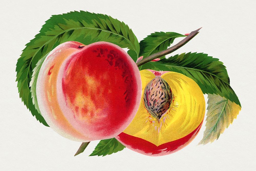 Hale's Hardy Peach lithograph.  Digitally enhanced from our own original 1900 edition plates of Botanical Specimen published…