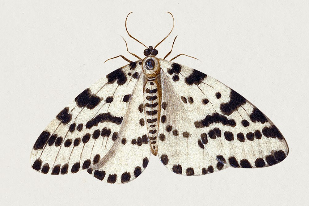 Vintage moth illustration, remixed from artworks by Jan van Kessel