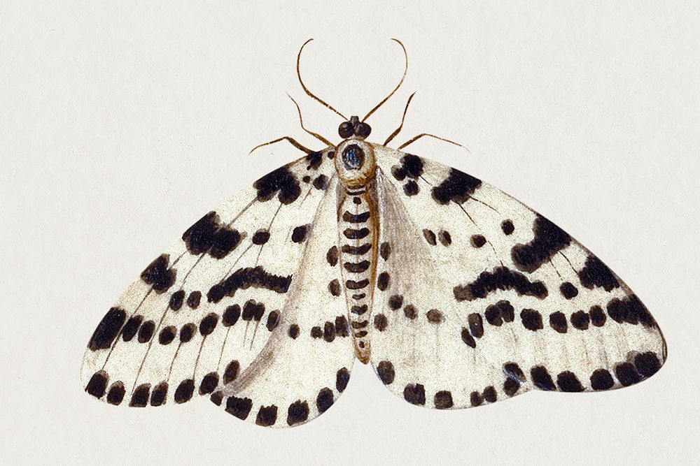 Moth psd vintage illustration, remixed from artworks by Jan van Kessel