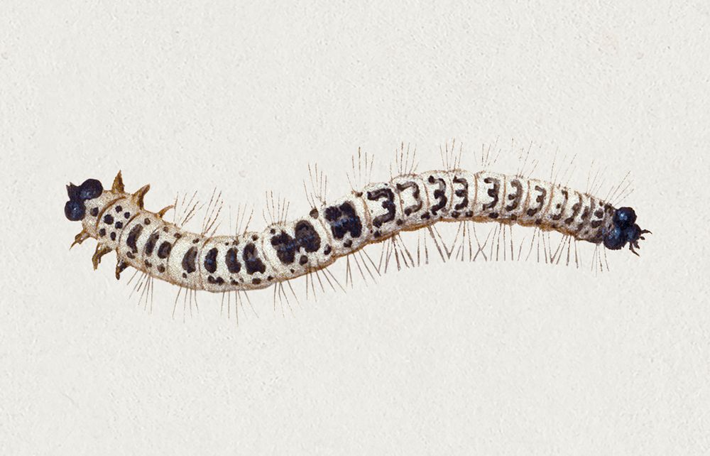 Vintage caterpillar illustration, remixed from artworks by Jan van Kessel