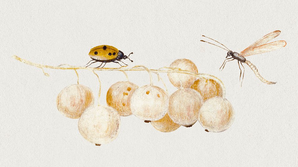 Bug psd with insect on currants illustration, remixed from artworks by Jan van Kessel