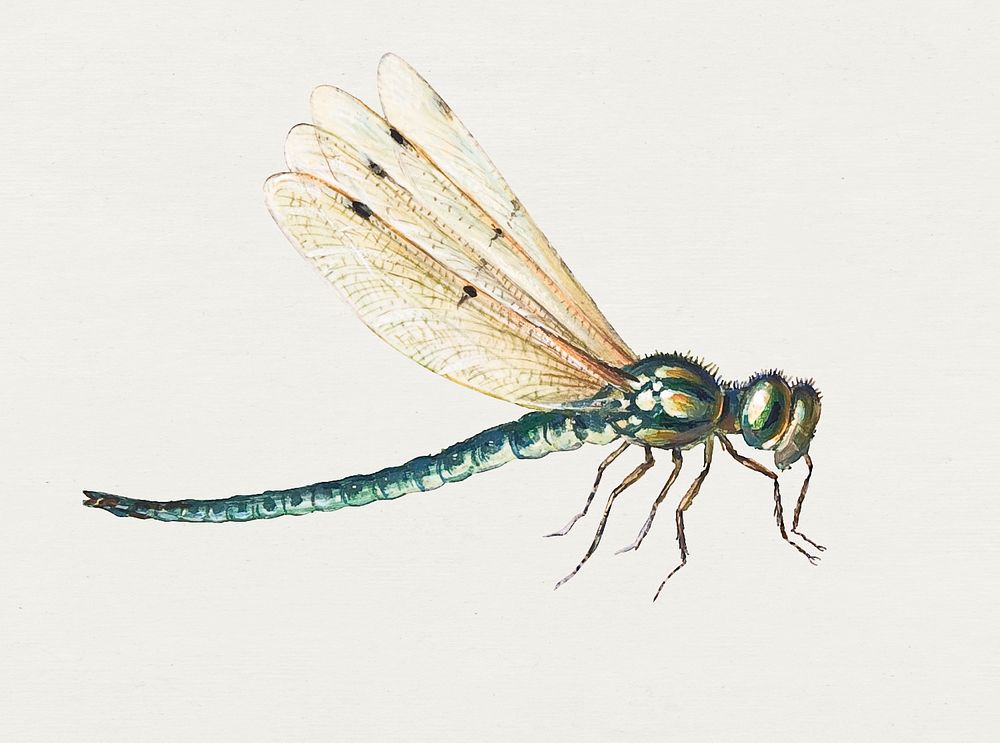 Vintage dragonfly illustration, remixed from artworks by Jan van Kessel