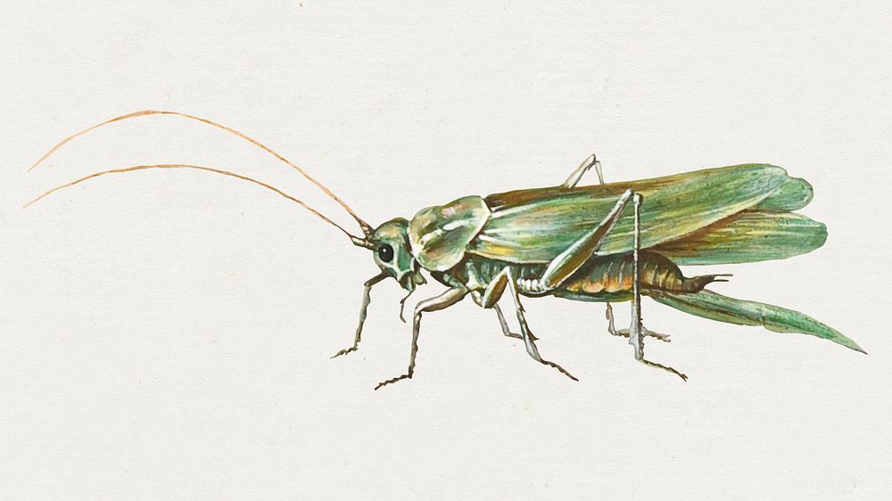 Vintage grasshopper illustration, remixed from artworks by Jan van Kessel