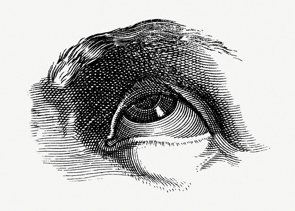 Human eye monochrome vintage illustration