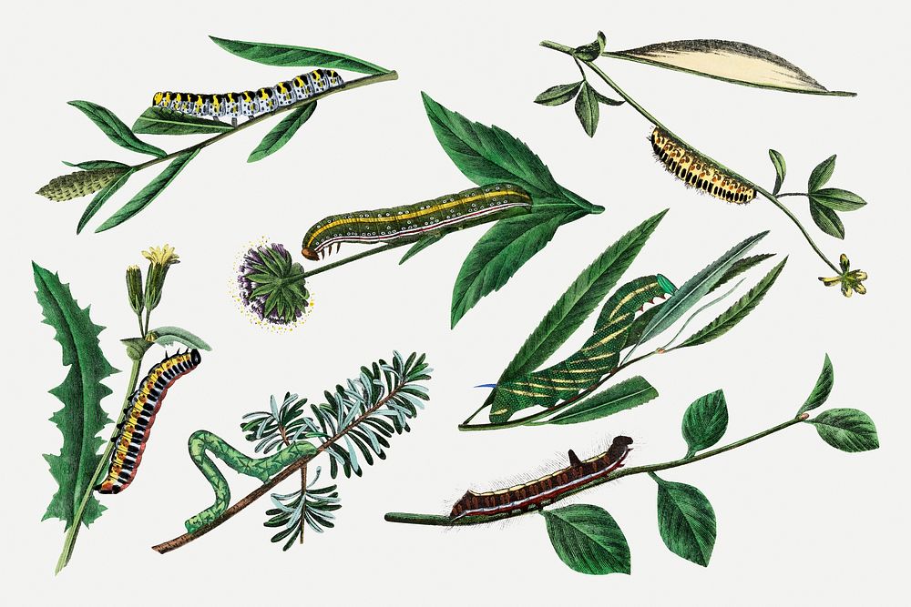Caterpillar collage element, vintage insect illustration psd set