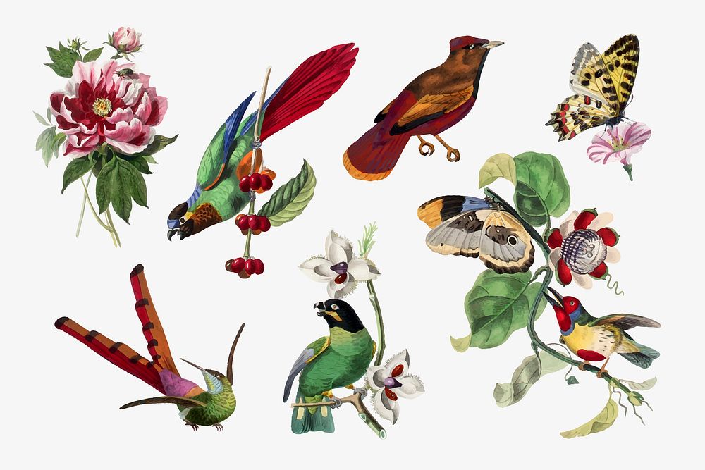 Bird collage element, vintage aesthetic painting vector set