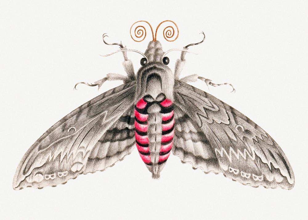 Vintage moth insect design element