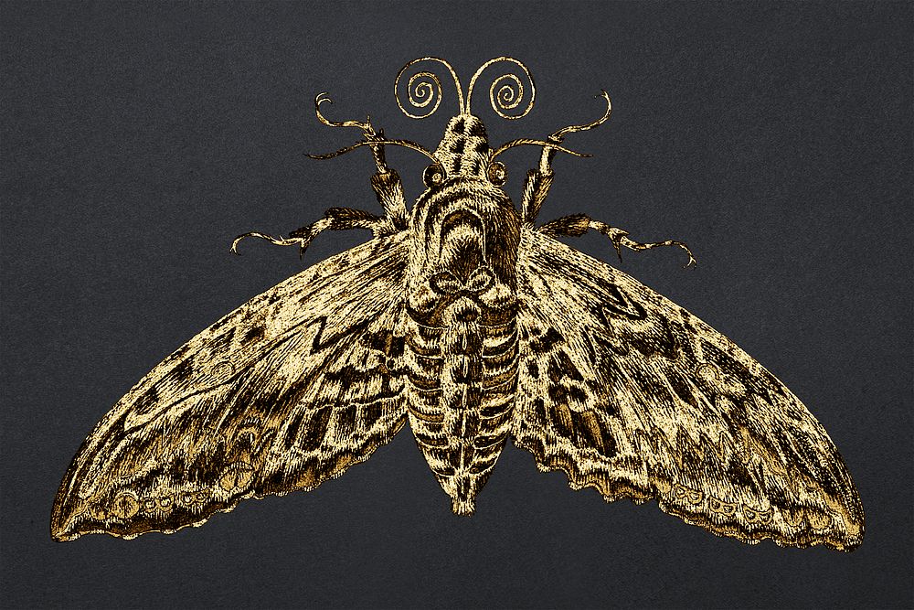 Vintage gold moth insect design element