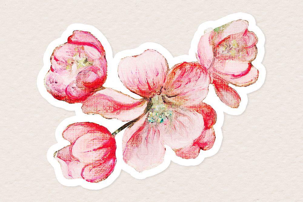Vintage pink apple blossoms flower sticker with white border