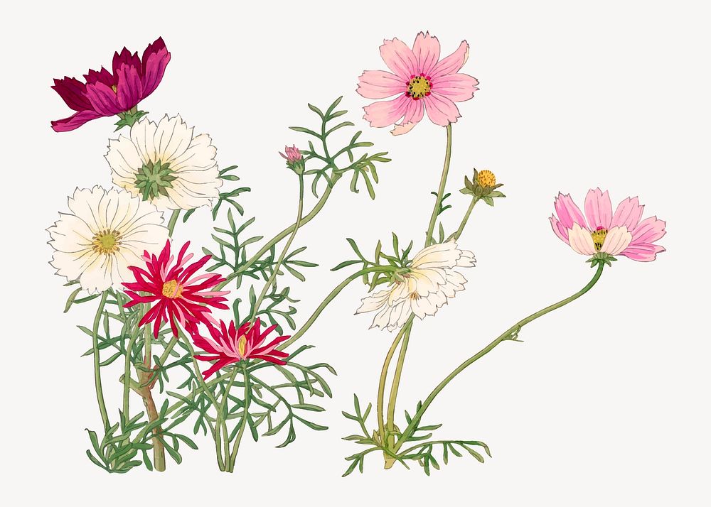 Cosmos flower collage element, vintage Japanese art vector