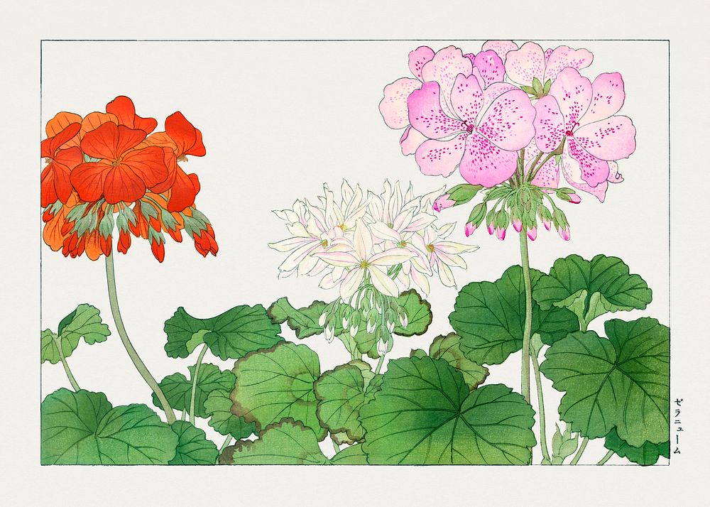 Vintage geranium flower, ukiyo e artwork.  Digitally enhanced from our own 1917 edition of Seiyô SÔKA ZUFU by Tanigami Kônan.