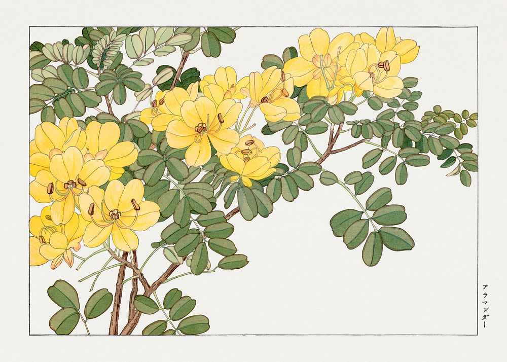 Allamanda flower, Japanese woodblock art.  Digitally enhanced from our own 1917 edition of Seiyô SÔKA ZUFU by Tanigami Kônan.