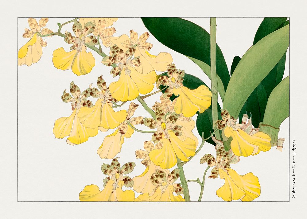 Vintage orchid flower, ukiyo e artwork. Digitally enhanced from our own 1917 edition of Seiy&ocirc; S&Ocirc;KA ZUFU by…