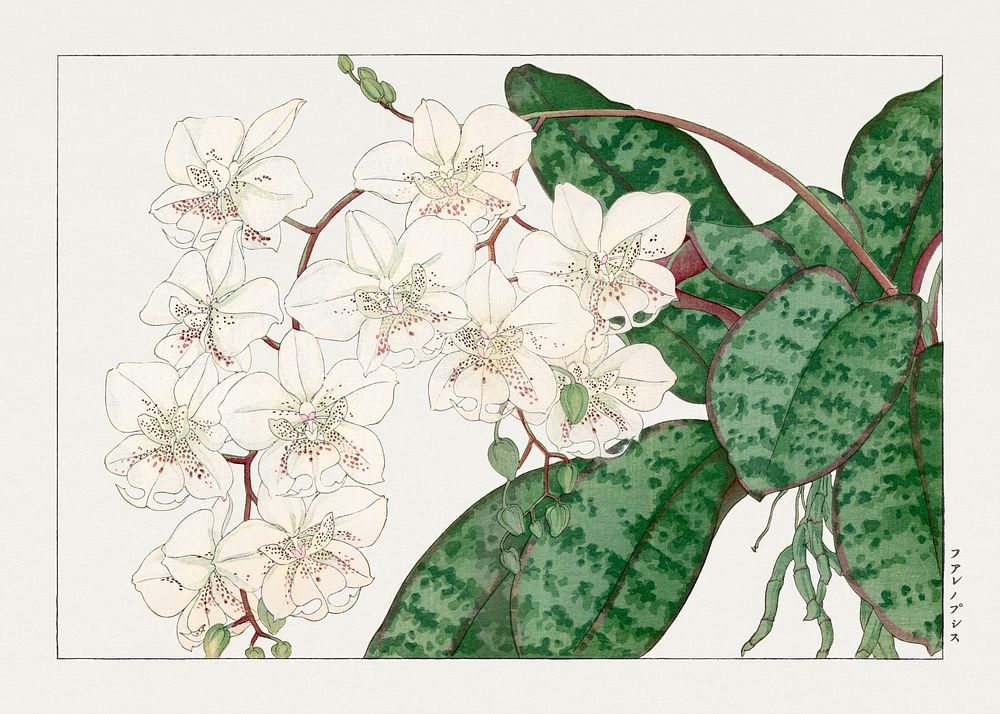 Moth orchid flower, Japanese woodblock art.  Digitally enhanced from our own 1917 edition of Seiyô SÔKA ZUFU by Tanigami…