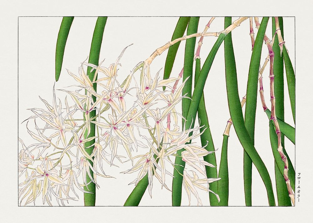 Orchid woodblock painting.  Digitally enhanced from our own 1917 edition of Seiyô SÔKA ZUFU by Tanigami Kônan.