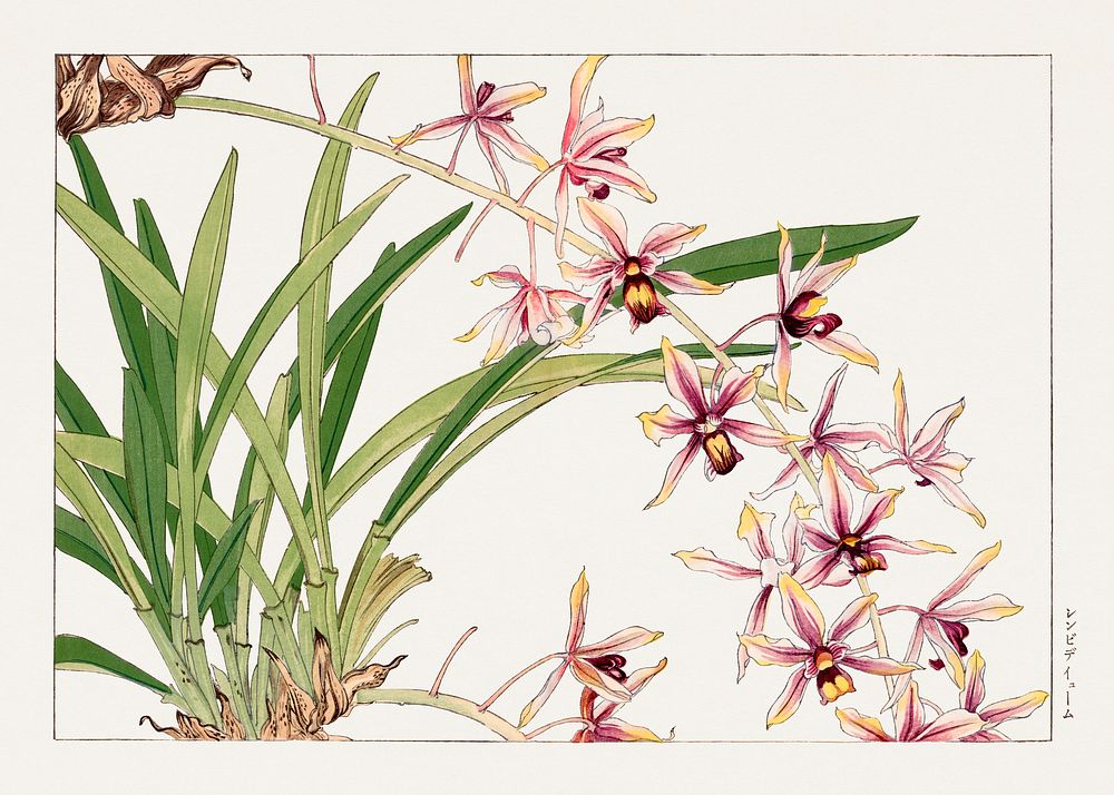 Cymbidium orchid, Japanese woodblock art.  Digitally enhanced from our own 1917 edition of Seiyô SÔKA ZUFU by Tanigami Kônan.