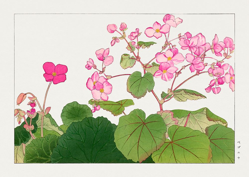 Begonia flower, Japanese woodblock art.  Digitally enhanced from our own 1917 edition of Seiyô SÔKA ZUFU by Tanigami Kônan.