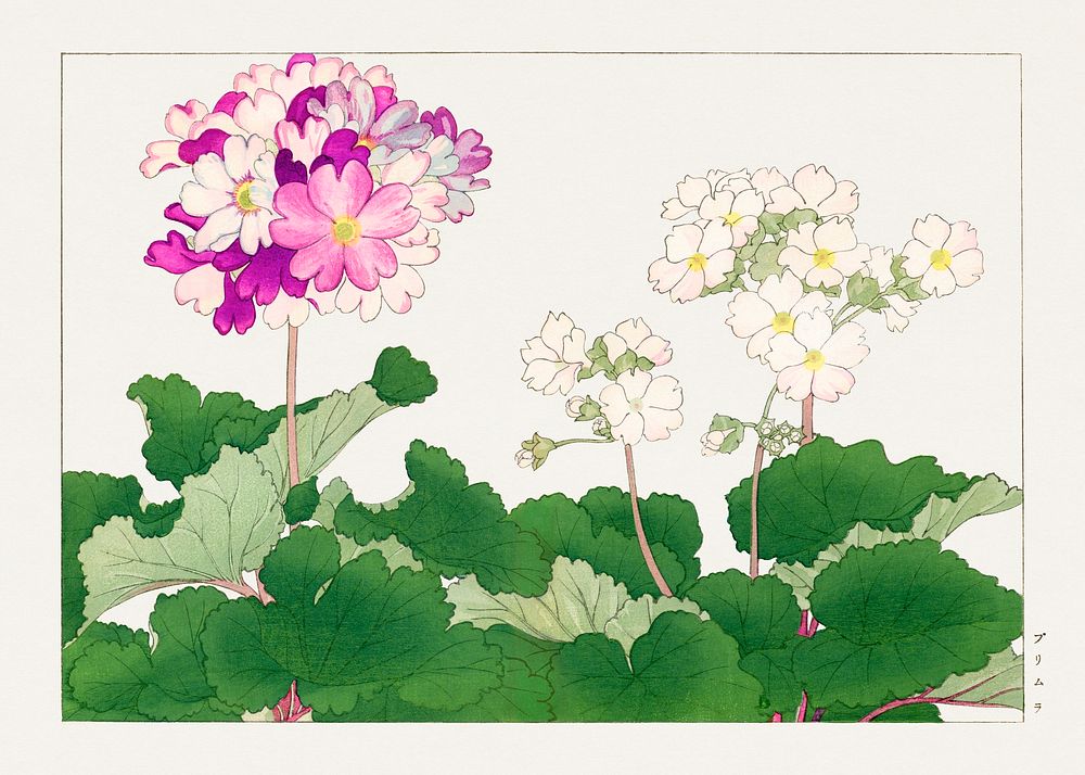 Primrose flower, Japanese woodblock art.  Digitally enhanced from our own 1917 edition of Seiyô SÔKA ZUFU by Tanigami Kônan.