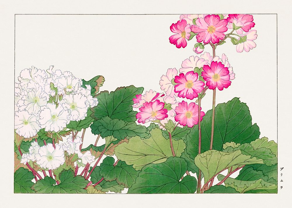 Vintage primrose flower, ukiyo e artwork.  Digitally enhanced from our own 1917 edition of Seiyô SÔKA ZUFU by Tanigami Kônan.
