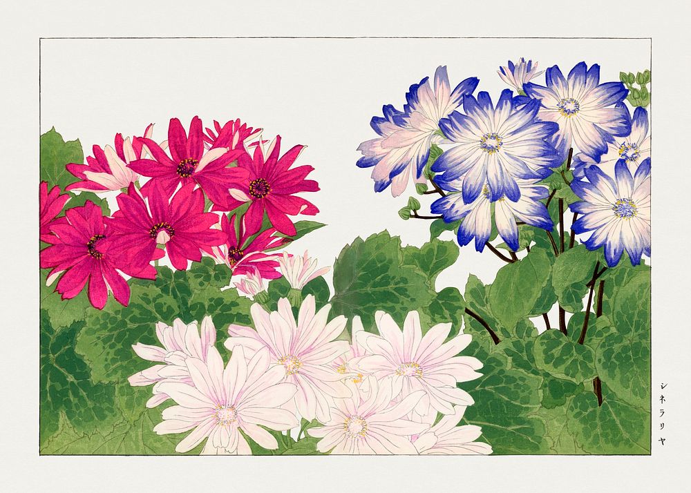 Vintage cineraria flower, ukiyo e artwork.  Digitally enhanced from our own 1917 edition of Seiyô SÔKA ZUFU by Tanigami…