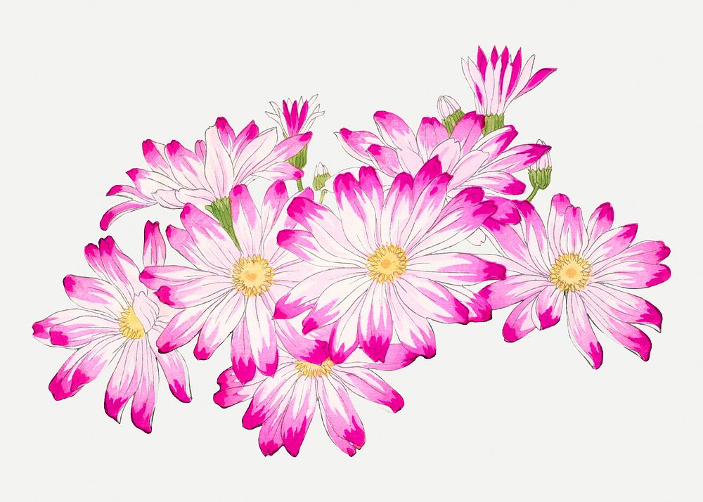 Cineraria flower collage element, vintage Japanese art psd