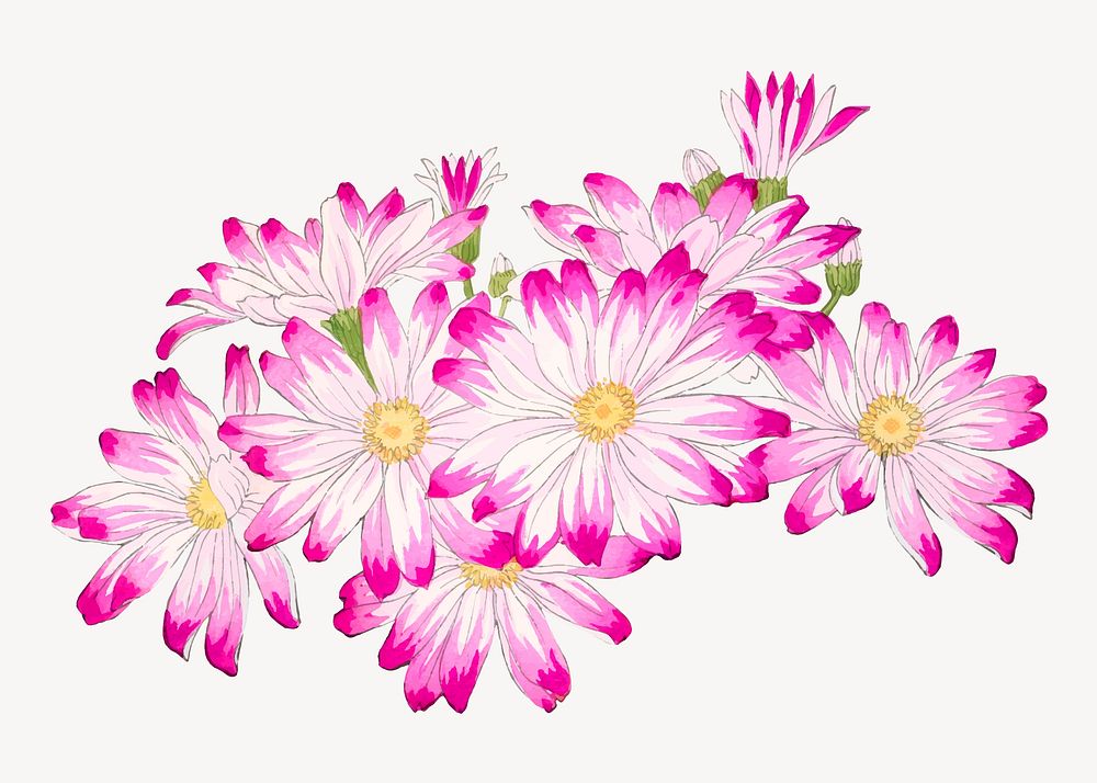Cineraria flower collage element, vintage Japanese art vector