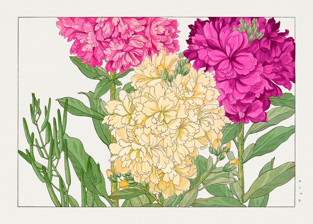 Stock flower woodblock painting.  Digitally enhanced from our own 1917 edition of Seiyô SÔKA ZUFU by Tanigami Kônan.